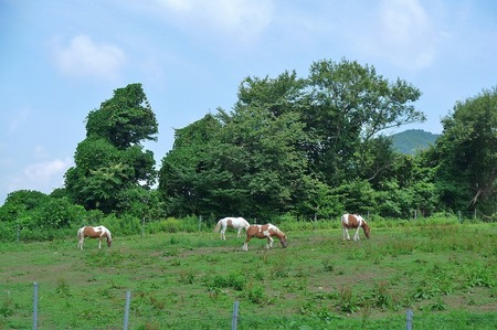 s-004.jpg
